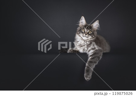 Maine Coon cat kitten on black background 119875026