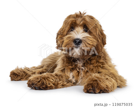 Labradoodle on white background 119875035