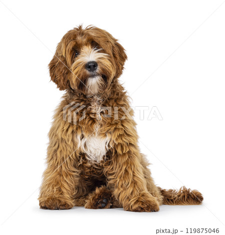 Labradoodle on white background 119875046