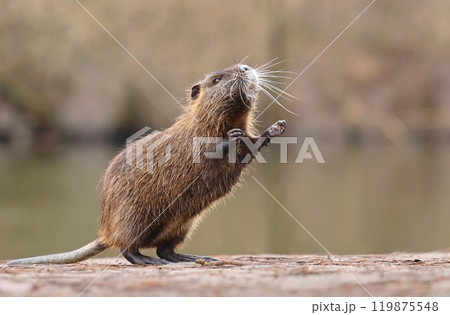 Adorable young nutria during spring Adorable young nutria during spring 119875548