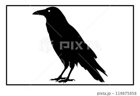 Silhouette of Raven flying on white background, Crow raven bird illustration Silhouette of Raven flying on white background, Crow raven bird illustration 119875858