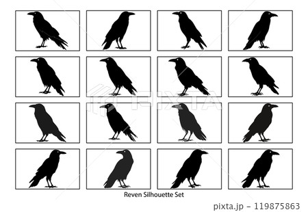 Silhouette of Raven flying on white background, Crow raven bird illustration 119875863