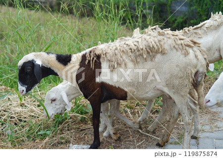 Sheep and lambs on the street in the village, closeup of photo 119875874