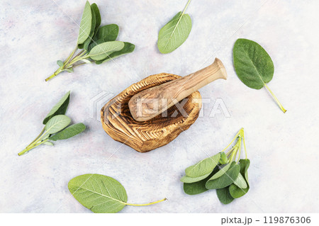Herb sage leaf Herb sage leaf 119876306