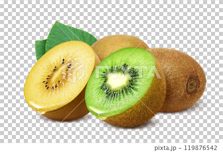 キウイフルーツ ゴールドキウイ イラスト リアル セット キウイフルーツ ゴールドキウイ イラスト リアル セット 119876542