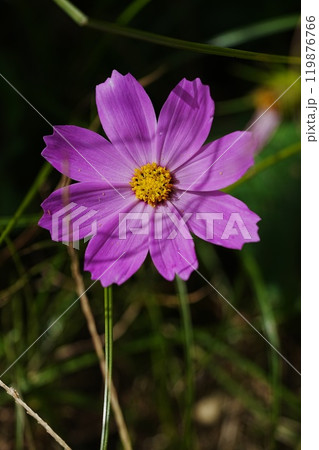 公園に咲くコスモスの花 119876766