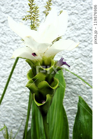 白いクルクマ・シャローム 白いクルクマ・シャローム 119876986