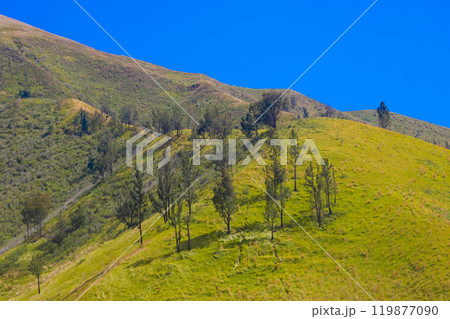 A picturesque view of rdotted with scattered trees. The sky is a brilliant blue. 119877090