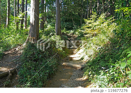 八王子城跡 本丸への登山道【東京都八王子市】 八王子城跡 本丸への登山道【東京都八王子市】 119877276