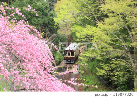 わたらせ渓谷鐵道「春の森林の中を走る列車」花桃前景に 119877320