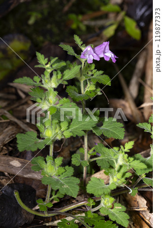 コシオガマ 119877373