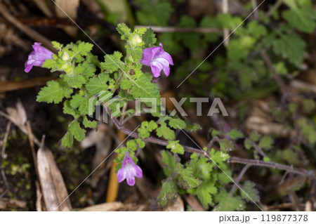 コシオガマ 119877378