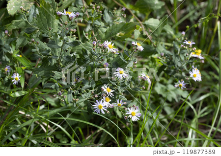 ノコンギク 119877389