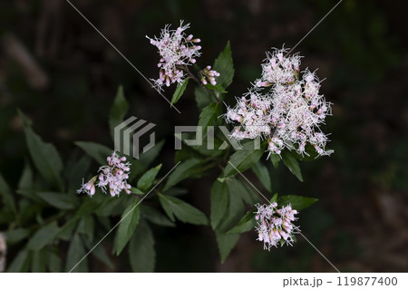 フジバカマ 119877400