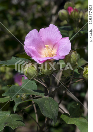 芙蓉の花 119877402