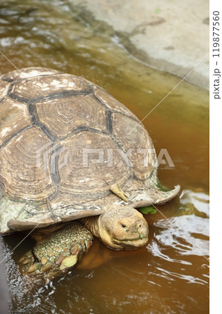 The Sulcata tortoise 119877560
