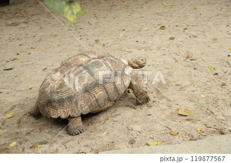 The Sulcata tortoise 119877567