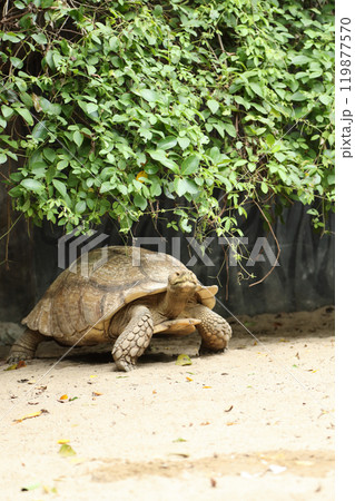 The Sulcata tortoise The Sulcata tortoise 119877570