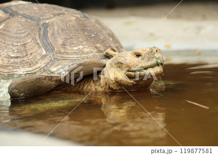 The Sulcata tortoise 119877581