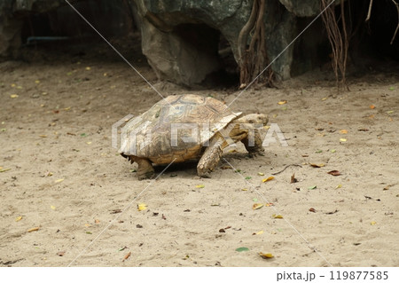 The Sulcata tortoise The Sulcata tortoise 119877585