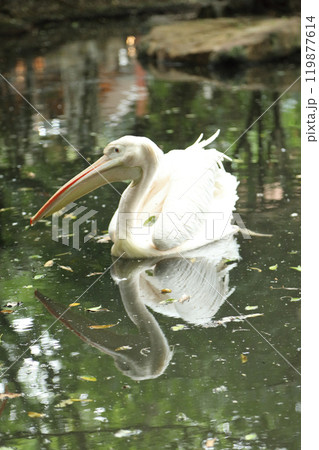 Great White Pelican Great White Pelican 119877614