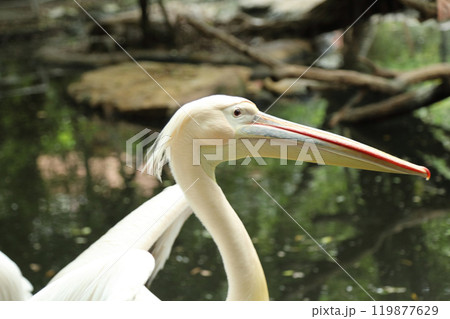 Great White Pelican Great White Pelican 119877629