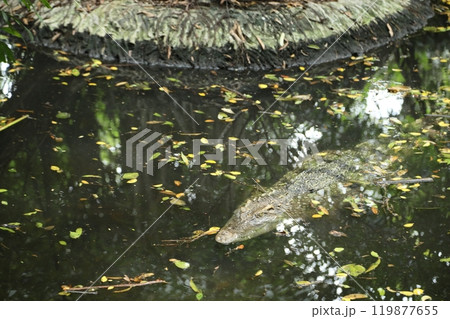 Crocodile in The Nature 119877655