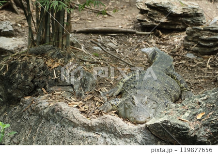Crocodile in The Nature Crocodile in The Nature 119877656
