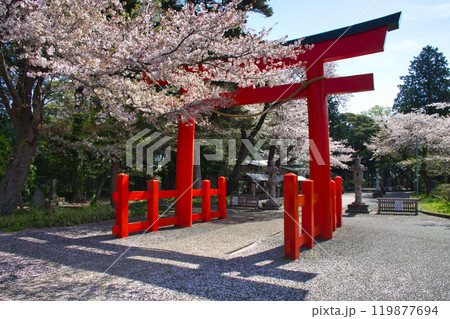 【神奈川県大和市】桜咲く春の下鶴間諏訪神社 【神奈川県大和市】桜咲く春の下鶴間諏訪神社 119877694