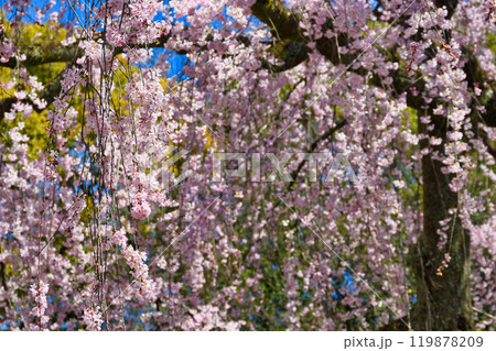 京都御苑 出水のしだれ桜(京都府京都市上京区) 京都御苑 出水のしだれ桜(京都府京都市上京区) 119878209