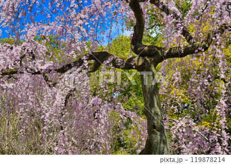 京都御苑　出水のしだれ桜（京都府京都市上京区） 119878214