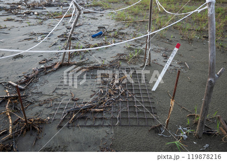 アカウミガメの産卵保護地 アカウミガメの産卵保護地 119878216