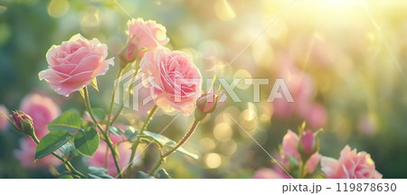 Beautiful pink roses blooming in the garden with sun light. Beautiful pink roses blooming in the garden with sun light. 119878630