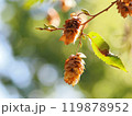秋になりカナシデの実がきれいに紅葉 119878952