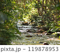 森を流れる小川の水面が美しい 119878953