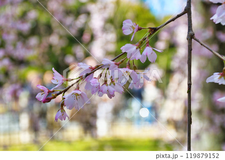 京都御苑 出水のしだれ桜(京都府京都市上京区) 京都御苑 出水のしだれ桜(京都府京都市上京区) 119879152