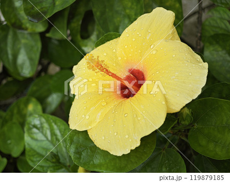 close up with hibiscus flowers Yellow hibiscus flowers after blooming There are water drops on the flower. 119879185