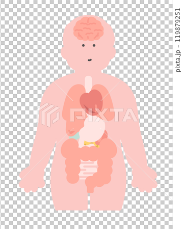 Illustration of the human body (brain, organs, internal organs) 119879251