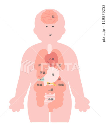 人体（脳・臓器・内臓）イラスト　説明あり 119879252
