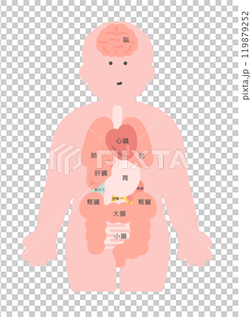 人体（脳・臓器・内臓）イラスト　説明あり 119879252