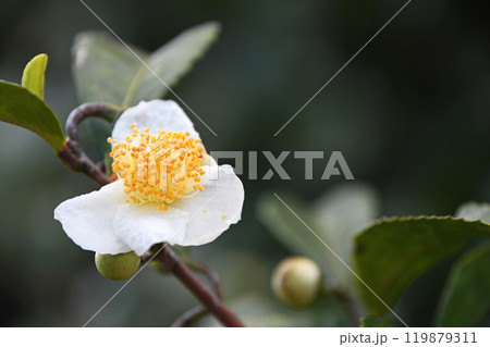 お茶の花 119879311