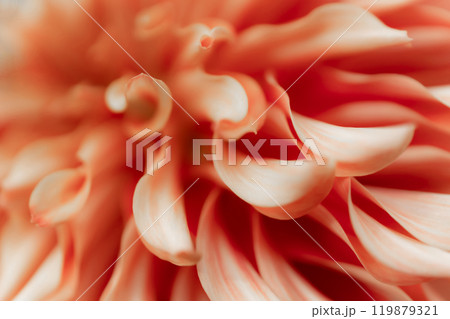 花びら・ダリア 背景素材 119879321