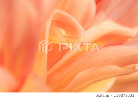花びら・ダリア 背景素材 119879332