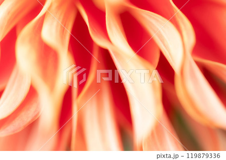 花びら・ダリア 背景素材 花びら・ダリア 背景素材 119879336