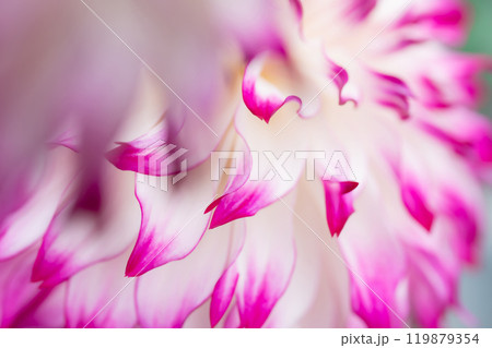 花びら・ダリア 背景素材 花びら・ダリア 背景素材 119879354