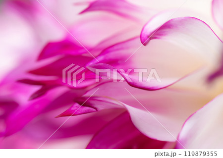 花びら・ダリア 背景素材 119879355