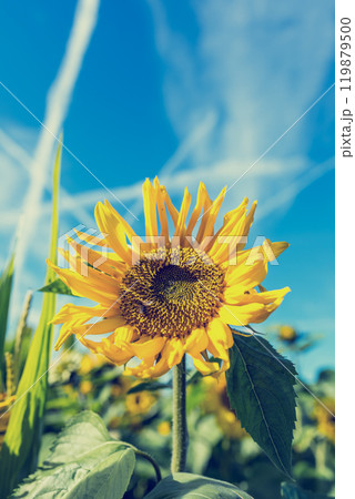 Bright fresh yellow sunflower Bright fresh yellow sunflower 119879500