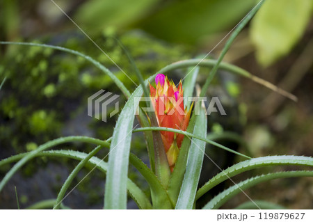 エクメア タンクブロメリアの赤い花 エクメア タンクブロメリアの赤い花 119879627