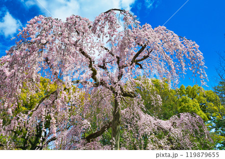 京都御苑　出水のしだれ桜（京都府京都市上京区） 119879655