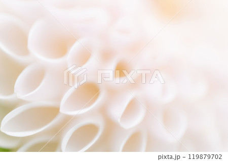 花びら・ダリア 背景素材 119879702